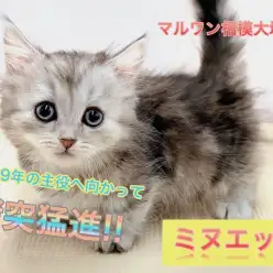 【 ミヌエット 】2019年の主役に向かって猪突猛進！大きな瞳・短足・抜群の懐っこさ3拍子揃った甘えん坊さん