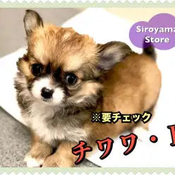 【 たぬきっチワワ 】※要チェック！チワワなのにタヌキっぽい！？激かわチワワちゃんを超速レビュー