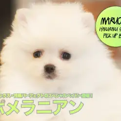 【ポメラニアン】毛量・ルックス・性格パーフェクトのスペシャルベイビー登場！