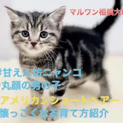 【 アメリカンショートヘア 】丸顔、甘えん坊のアメショ君！懐っこく育てる方法大公開！