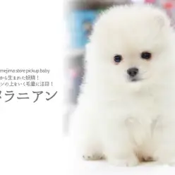 【 ポメラニアン 】まるで雲から生まれた妖精!極上ダウンの上をいく毛量に注目!