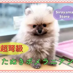 【 超タヌキ顔 ポメラニアン 】城山史上最高クラス!マズルドンぺちゃの激カワタヌキポメ♪