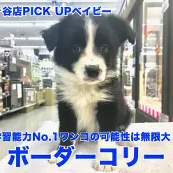 【 ボーダーコリー 】学習能力No.1ワンコの可能性は無限大!