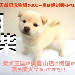 【 白柴 】柴犬王国の大倉山店に待望の笑う柴犬がやってきた!!天然記念物級のパピー臭は絶対嗅ぐべし!