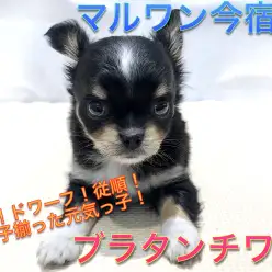 【 チワワ 】童顔!ドワーフ!従順!三拍子揃った元気っ子!