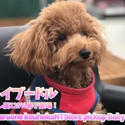 【 トイプードル 】癒し度120%男子登場！