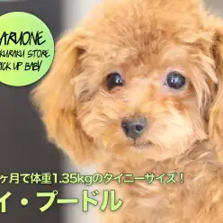 【 トイ・プードル 】生後5ヶ月で体重1.35kgのタイニーサイズ！