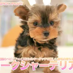 【 ヨークシャーテリア 】究極のベビーフェイスにシルキータッチの美しい被毛の持ち主！