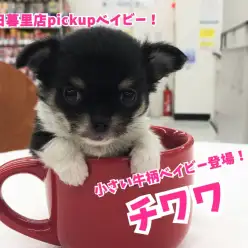 【 チワワ 】小さい牛柄ベイビー登場！