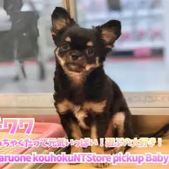 【 チワワ 】ちっちゃくたって元気いっぱい！遊ぶの大好き！