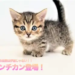 【 マンチカン 】王者の血筋は伊達じゃない！！超サラブレッドなにゃんこが降臨！！