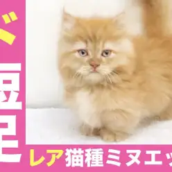 【 ミヌエット 】コミカルな悪党顔は奇跡のド短足!!ペロペロタイムは見逃すなっ!!