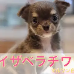 【 イザベラチワワ 】希少度MAX！超レアカラーのチワワが白楽店に登場！