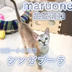 【 シンガプーラ 】肩のりスモールキャット！ワンコと仲良しなデレデレ甘えん坊！