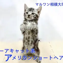 【 アメリカンショートヘア 】スクッと2本足で立ち上がるのが得意技！ミーアーキャットなアメショー！
