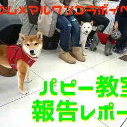 【大倉山店パピー教室】2/13開催・アニコム社協賛パピー教室報告レポート！