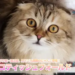【 スコティッシュ・フォールド 】のんびり姿・遊ぶ姿、見どころ満載のにゃんこ登場!