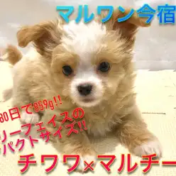 【 チワワ×マルチーズ 】生後80日で859g!白い靴下を履いたミルクティーボディの癒し系最強MIX!