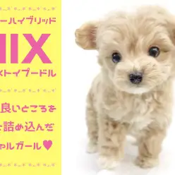 【 MIX 】チワワ×トイプードルの両親の良いところをギュッと詰め込んだスペシャルガール!!