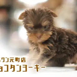 【 仰天！チョコタンヨーキー 】20年に一度の逸材！ウルトラ級のバレンタインカラーヨーキー！