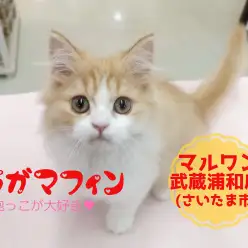 【 ラガマフィン 】長毛がふわふわ可愛い!抱っこしたいならこのニャンコに決まり!