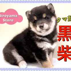 【 クマ顔 黒柴 】動くぬいぐるみ！？極上の愛らしさを備えたクマ顔柴犬！