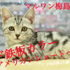 【 アメリカンショートヘア 】思わず見とれてしまうスーパーモデルのような脚線美に要注意です！