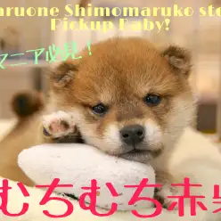 【 柴犬 】柴マニア必見！ごはん大好きむちむち新入り現る！