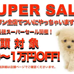 【 期間限定セール 】史上最強スーパーセール開催！全店・全頭対象！子犬＆子猫10〜1万円プライスダウン！