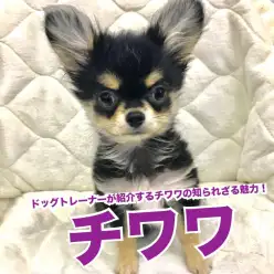 【 チワワ 】ドッグトレーナーが紹介するチワワの知られざる魅力！