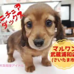 【 ミニチュア・ダックスフント 】垂れ目な短足レディ!パパはカニンヘンの小さめサイズ