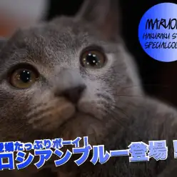 【ロシアンブルー】愛嬌たっぷりボーイ！この子の性格を知ったらメロメロになります！