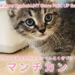 【 マンチカン 】コミカルな動きの短足キャットにくぎづけ！