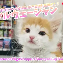 【 ノルウェージャンフォレストキャット 】凛としたイケメンのお顔には不思議な仮面が！？大注目のフェアリーキャット！