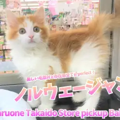 【 ノルウェージャンフォレストキャット 】美しい毛並みと存在感全てがperfect!大人気モフモフにゃんこ!