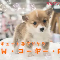 【 コーギー 】警戒心?なにそれ?な甘えたガール!ふりふり動くプリ尻をその目に焼き付けて!