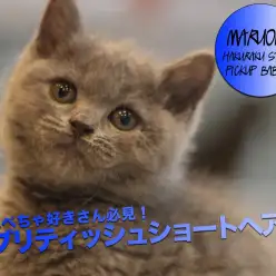 【 ブリティッシュショートヘア 】鼻ぺちゃ好きさん必見!一番人気カラー&超甘え上手の男の子が登場!