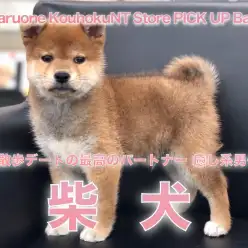 【 柴犬 】お散歩デートの最高のパートナー 癒し系男子の柴犬くん