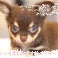 【 チョコタンチワワ 】大人気カラーのチョコレート＆タン！キュートな姿をご堪能ください！