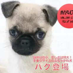 【 極小 パグ 】身体は極小、愛しさは特大！手乗りサイズのぶちゃかわ犬！