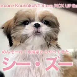 【 シーズー 】めんそーれ！沖縄県からやってきた。