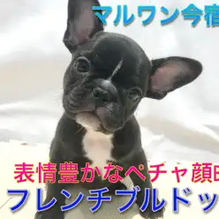 【 フレンチブルドッグ 】ペチャ顔好き必見！表情豊かなコミカルボーイ降臨！おもしろ写真満載です！