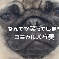 【 小さめパグ 】コンパクトサイズに成長中!!社交性抜群のコミカルパグ美!!