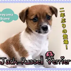 【 ジャックラッセルテリア 】平成最後！？の超優秀テリアが城山店に約2年ぶりの登場！