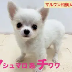 【 マシュマロ系チワワ 】コロッと体型のマシュマロボディの表情豊かな美形っ子