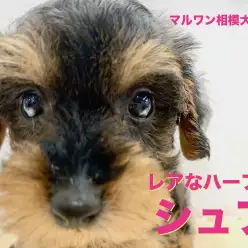 【 トイプードル × ミニチュアシュナウザー 】大人気犬種の魅力を受け継いだ魅惑のMIX犬！ブラッシング方法もご紹介