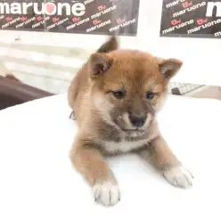 【 柴犬 】いつもご機嫌に尻尾ブンブン!!ぷりけつランキング1位の自慢のお尻も大公開!!