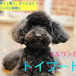 【 優秀トイプードル 】超優秀！見た目とのギャップに驚くなかれ！ブラックカラーのトイプードル登場！