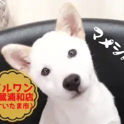【 豆柴 】おトイレOK！無駄吠えなし！安心して室内飼い出来る豆柴くんになりました！！