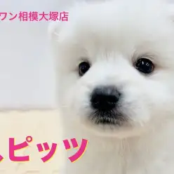 【スピッツ】美しさと可愛らしさを兼ね揃えた純白スピッツ！日々の生活の中に隠れたトレーニングも公開